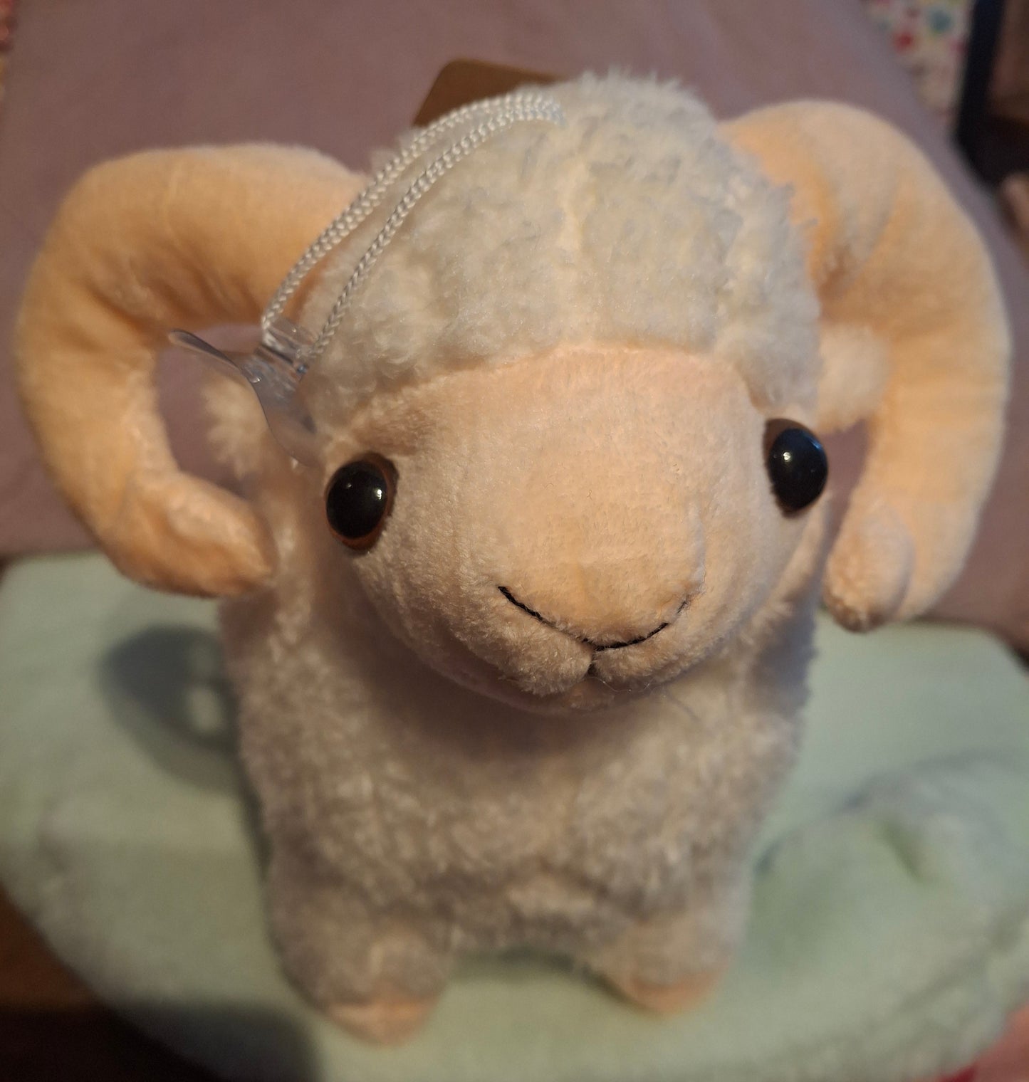 Schaap